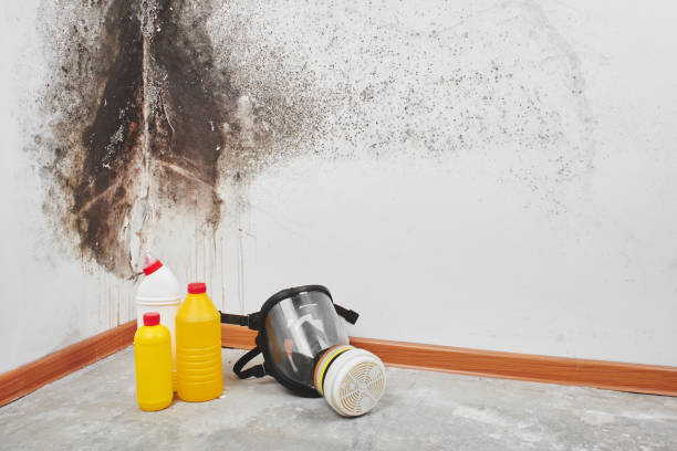 Best Mold Testing  in Stockdale, TX