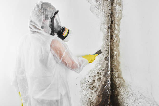 Attic Mold Removal in Stockdale, TX