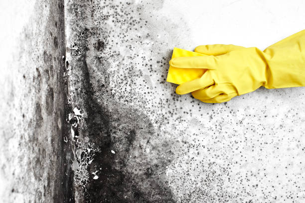 Best Toxic Mold Removal  in Stockdale, TX