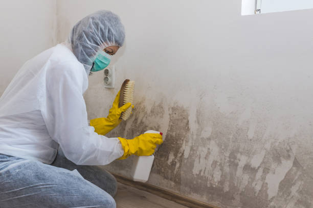 Attic Mold Removal in Stockdale, TX