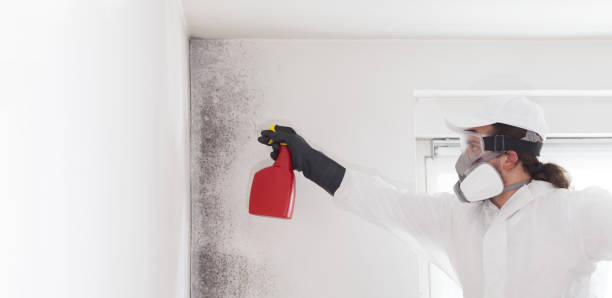 Best Office Mold Removal Services  in Stockdale, TX