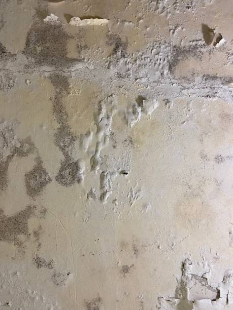 Best Affordable Mold Removal  in Stockdale, TX