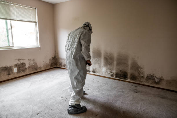 Best Black Mold Removal  in Stockdale, TX