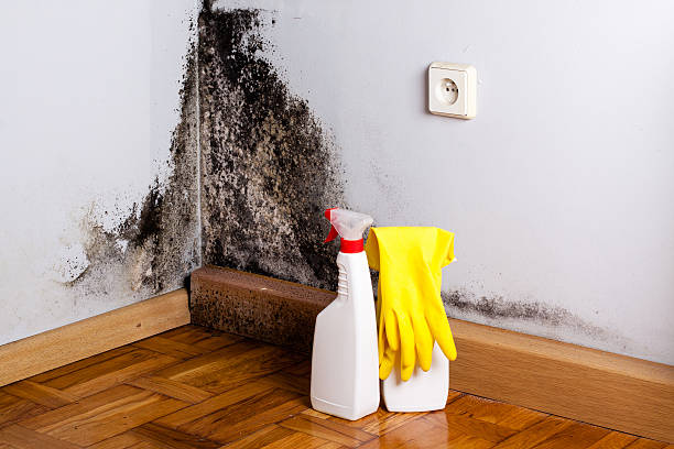 Best Mold Damage Repair  in Stockdale, TX