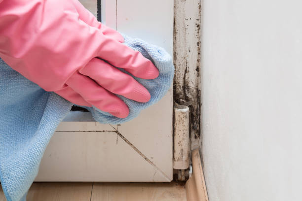 Best Office Mold Removal Services  in Stockdale, TX