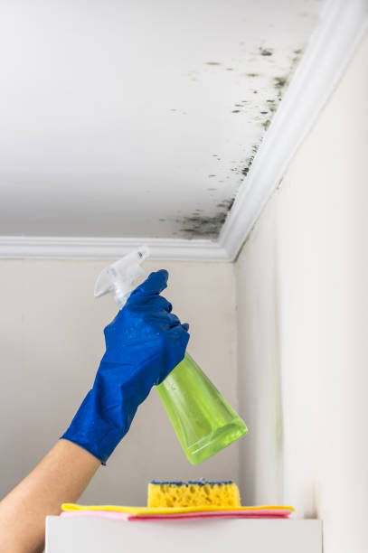 Best Attic Mold Removal  in Stockdale, TX